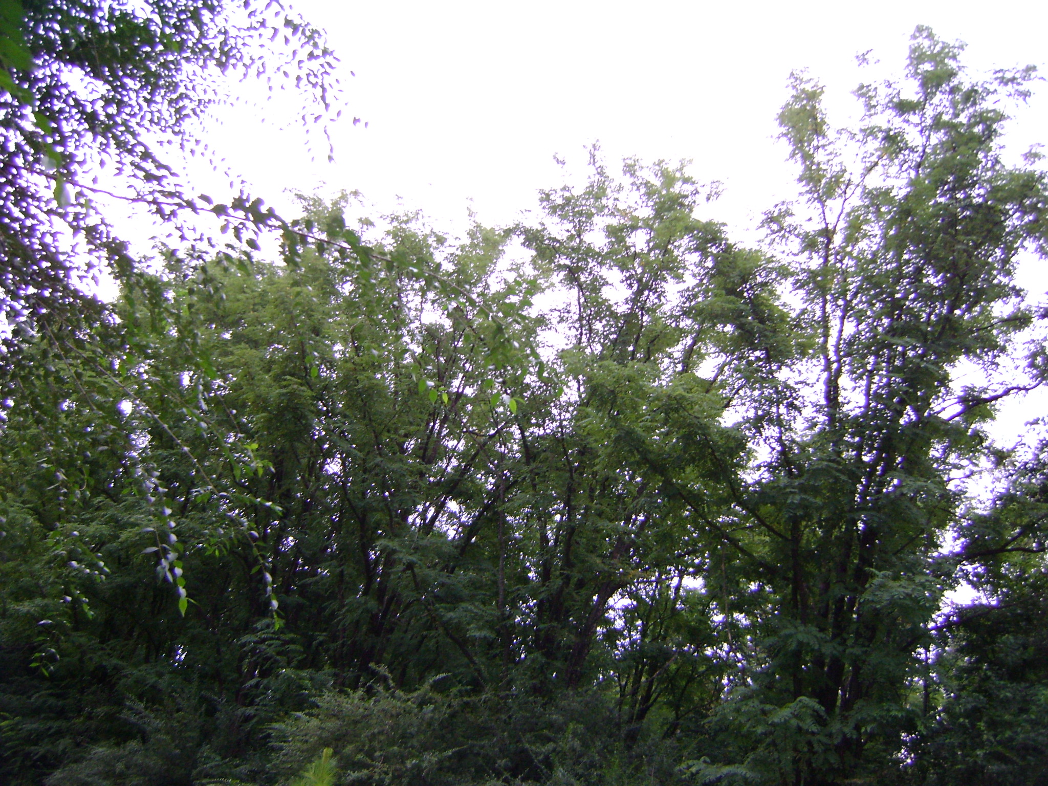 fotos/2011 - Los Reartes/DSC03503.JPG